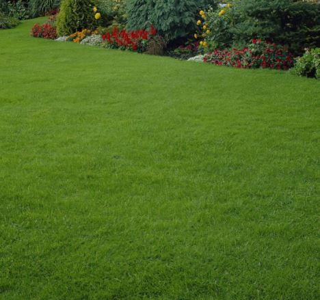 Grass Seed 10kg sack